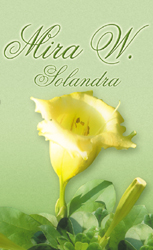 Solandra