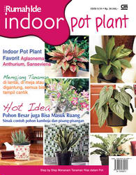 Indoor Pot Plant